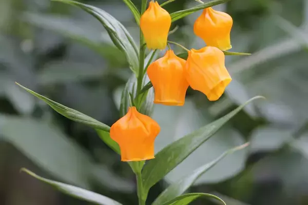 「【ガーデニング】オススメ春植え球根8選！オシャレな花が咲く品種＆育て方のコツを紹介」の画像