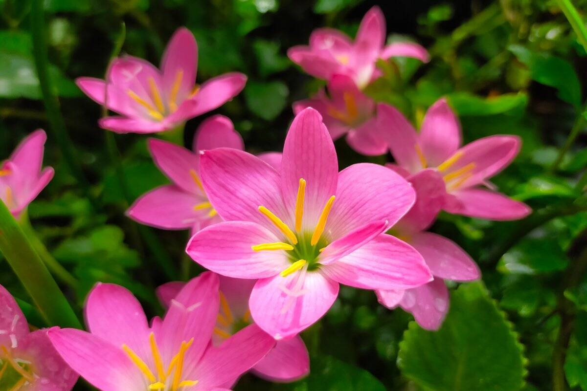 【ガーデニング】オススメ春植え球根8選！オシャレな花が咲く品種＆育て方のコツを紹介