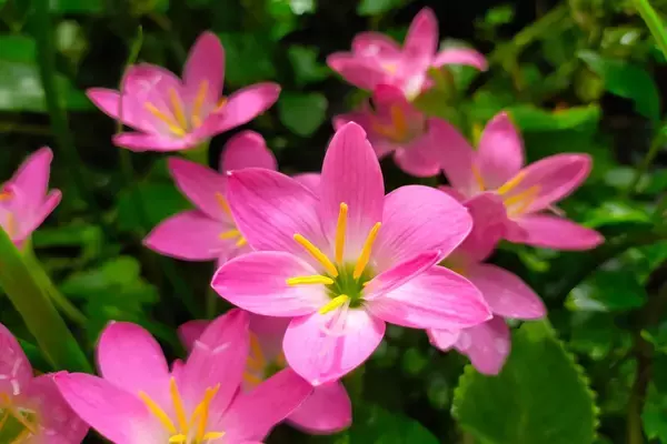 「【ガーデニング】オススメ春植え球根8選！オシャレな花が咲く品種＆育て方のコツを紹介」の画像