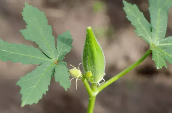「ゴールデンウィークは家庭菜園にチャレンジ！初心者も育てやすいオススメの夏野菜6選」の画像
