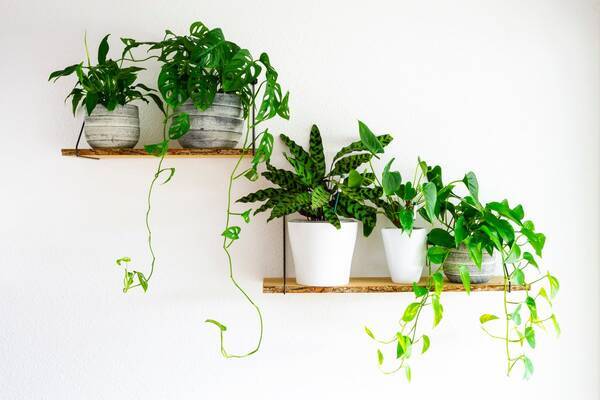 室内で楽しむオシャレな観葉植物 インテリアが垢抜けるオススメ8選 複数飾って見映えよく 22年7月14日 エキサイトニュース