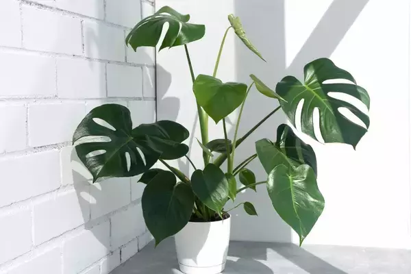 「【室内で楽しむオシャレな観葉植物】インテリアが垢抜けるオススメ8選！複数飾って見映えよく」の画像