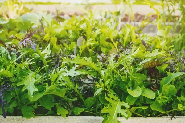 「【春の家庭菜園】初心者にもオススメ！手軽にできる土作り＆プランターで育てる定番野菜オススメ9選」の画像