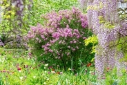 【ガーデニング】庭に植えたいオススメの低木8選！美しく可憐な花が咲くオシャレな木々