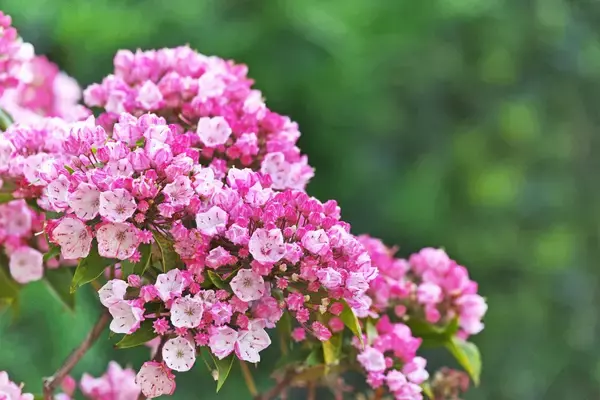 「【ガーデニング】庭に植えたいオススメの低木8選！美しく可憐な花が咲くオシャレな木々」の画像