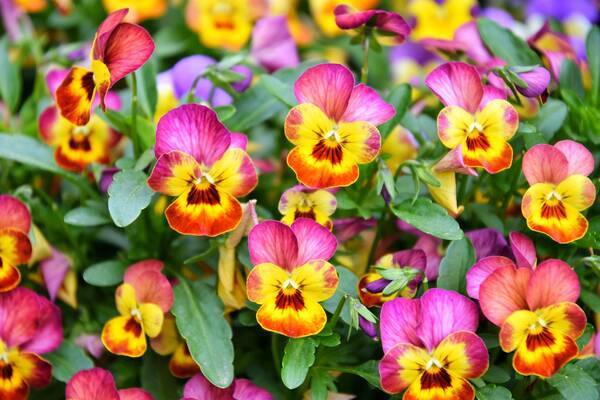 ガーデニング 今年こそタネから育てる 夏にタネまき 秋冬まで花が咲く植物5選 定番品種で育てやすい 22年7月17日 エキサイトニュース ガーデニング 今年こそタネから育てる 夏にタネまき 秋冬まで花が咲く植物5選 定番品種で育てやすい 22年7月17日 エキサイトニュース