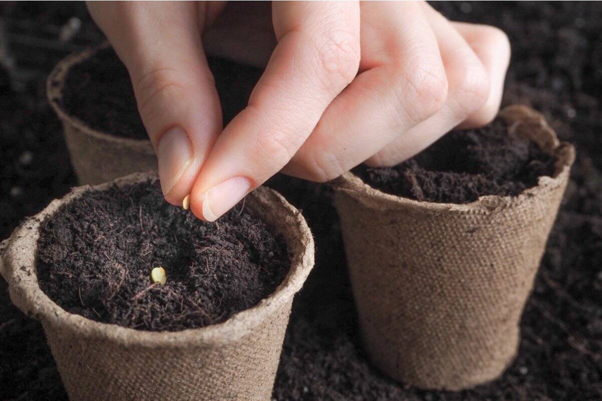 【ガーデニング】今年こそタネから育てる！夏にタネまき～秋冬まで花が咲く植物5選、定番品種で育てやすい