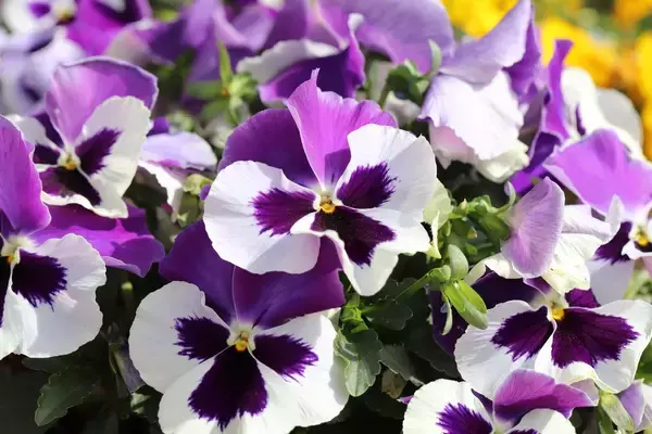 「【ガーデニング】今年こそタネから育てる！夏にタネまき～秋冬まで花が咲く植物5選、定番品種で育てやすい」の画像