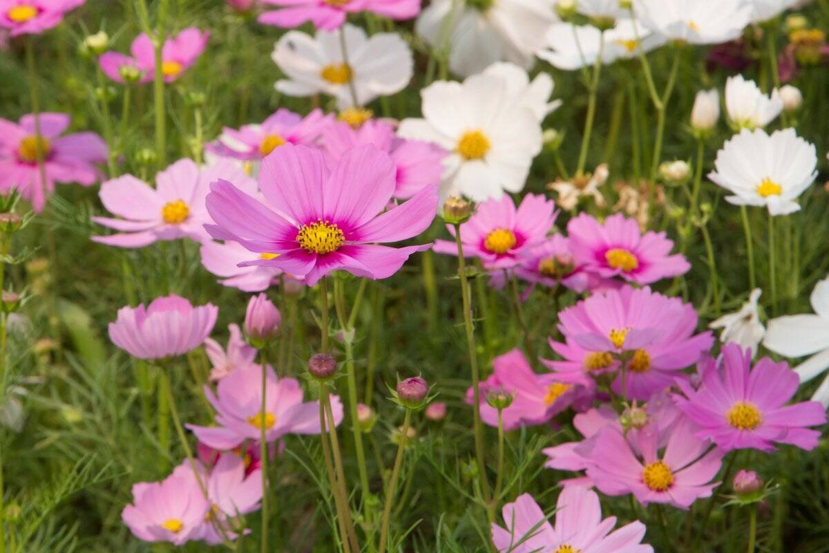 【ガーデニング】今年こそタネから育てる！夏にタネまき～秋冬まで花が咲く植物5選、定番品種で育てやすい