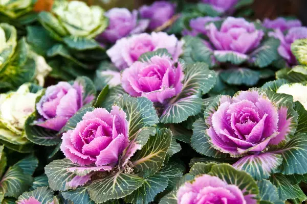 「【ガーデニング】今年こそタネから育てる！夏にタネまき～秋冬まで花が咲く植物5選、定番品種で育てやすい」の画像