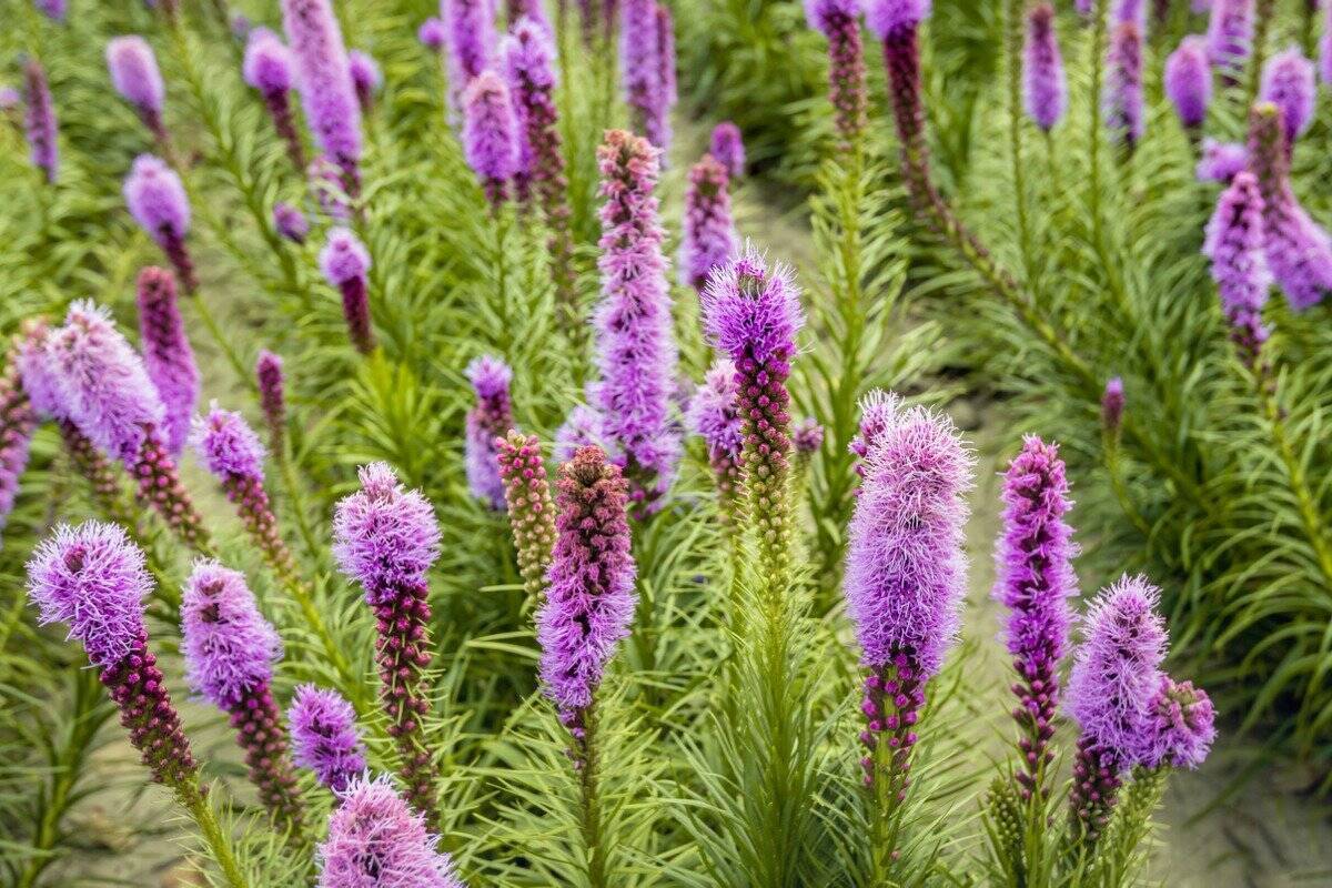ガーデング 夏の庭を涼しげに彩る 穂状の花オススメ10選 凛とした野性味がステキ 22年8月10日 エキサイトニュース 4 4