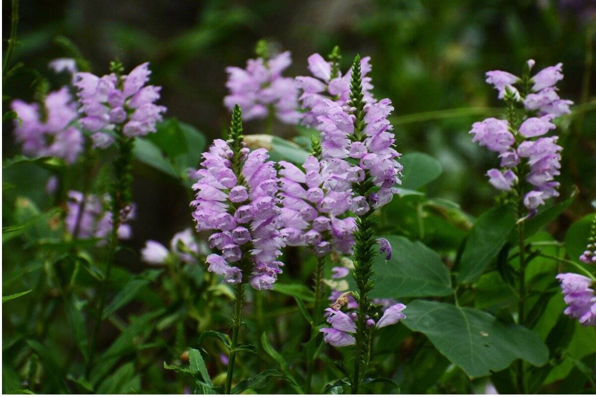 ガーデング 夏の庭を涼しげに彩る 穂状の花オススメ10選 凛とした野性味がステキ 22年8月10日 エキサイトニュース