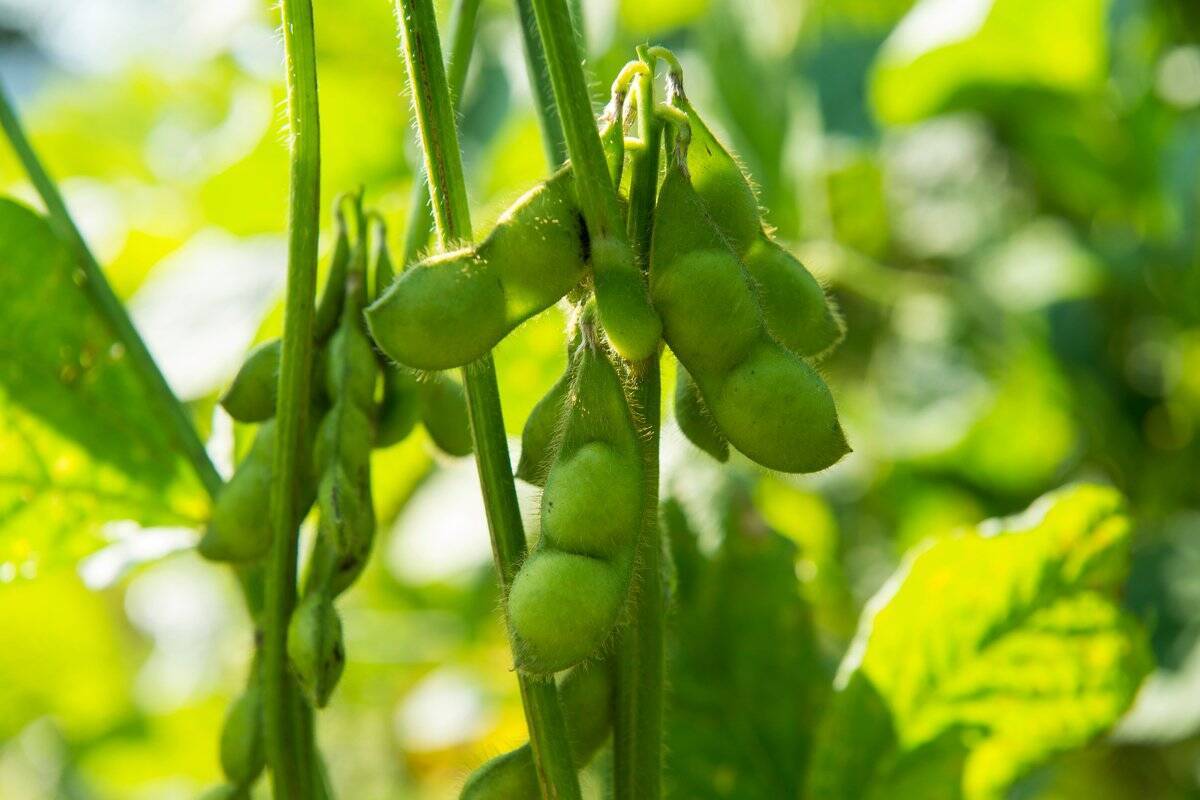【春の家庭菜園】初心者にオススメ！育てやすい定番野菜10選＆上手に栽培するコツ