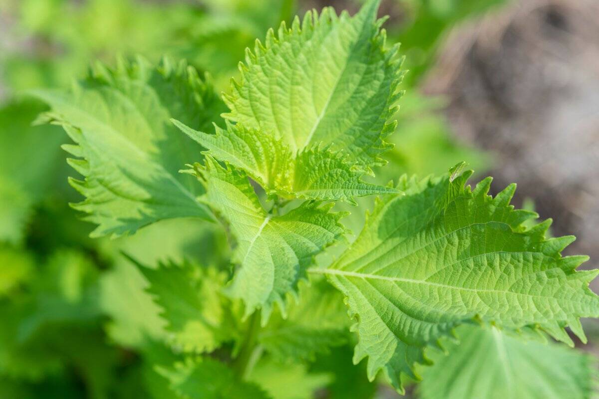 【春の家庭菜園】初心者にオススメ！育てやすい定番野菜10選＆上手に栽培するコツ
