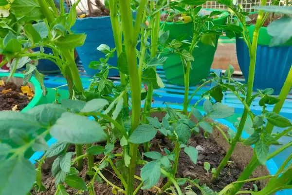 「【春の家庭菜園】初心者にオススメ！育てやすい定番野菜10選＆上手に栽培するコツ」の画像