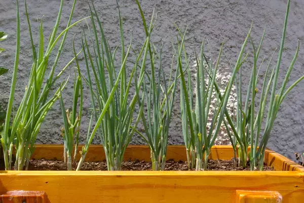 「【春の家庭菜園】初心者にオススメ！育てやすい定番野菜10選＆上手に栽培するコツ」の画像