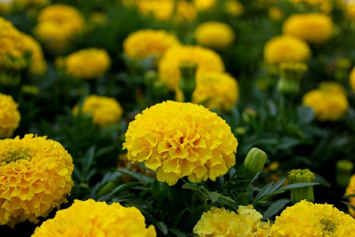 ガーデニング イエローとブルーの配色がオシャレ 花壇や庭を春らしく彩るオススメの花15選 22年3月30日 エキサイトニュース 3 4