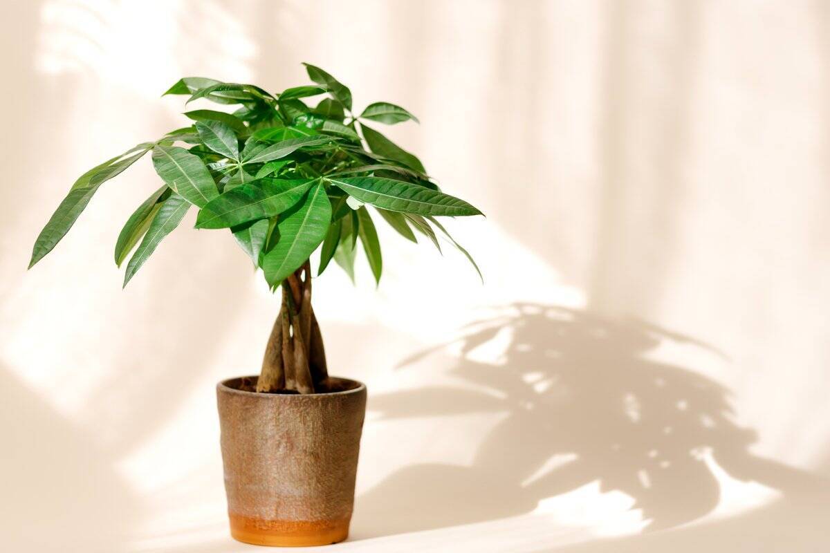 室内で育てられるオススメ観葉植物8選 インテリアがオシャレになる 葉や幹が魅力的な品種を紹介 22年2月15日 エキサイトニュース