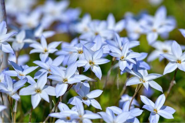 ガーデニング 植えるとオシャレな庭になる 可憐な花がカワイイ植物おすすめ10選 22年2月12日 エキサイトニュース