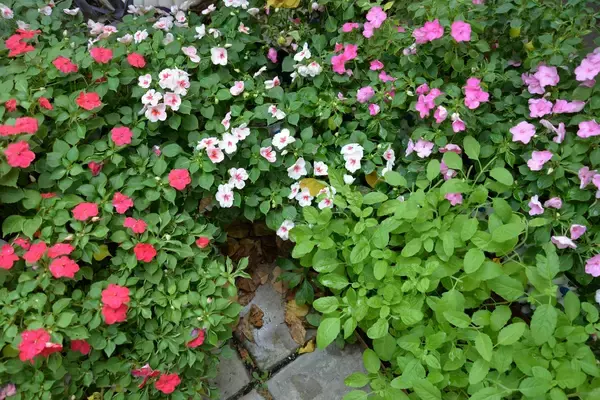 「【春のガーデニング】花がキレイに育つ花壇！作り方＆初心者にオススメの花5選」の画像