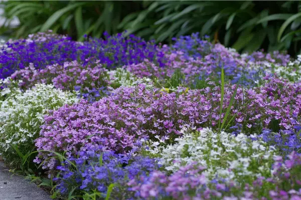 「【春のガーデニング】花がキレイに育つ花壇！作り方＆初心者にオススメの花5選」の画像