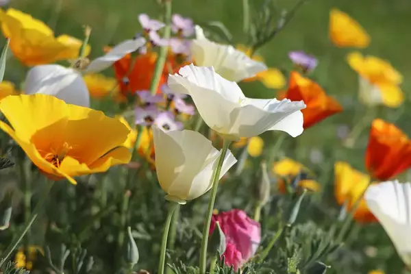 「【春のガーデニング】花がキレイに育つ花壇！作り方＆初心者にオススメの花5選」の画像