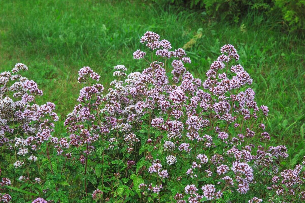 【ガーデニング】クレマチスをもっと楽しむ！一緒に植えたいオススメの草花9選、庭や花壇が華やかに