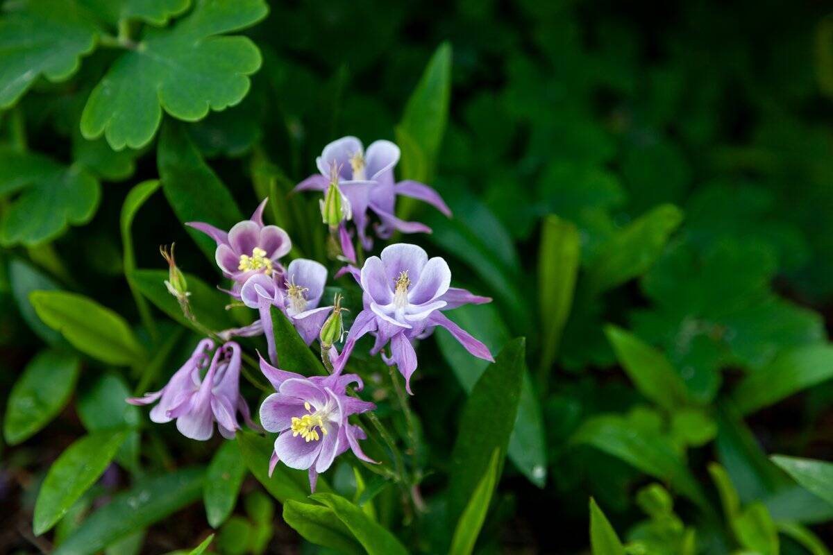 【ガーデニング】クレマチスをもっと楽しむ！一緒に植えたいオススメの草花9選、庭や花壇が華やかに