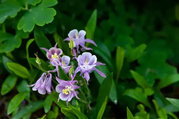 「【ガーデニング】クレマチスをもっと楽しむ！一緒に植えたいオススメの草花9選、庭や花壇が華やかに」の画像