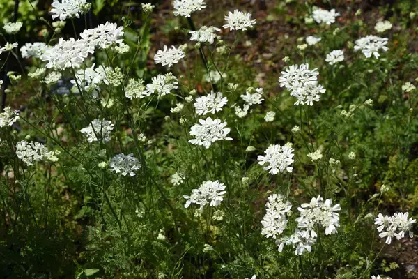 「【ガーデニング】クレマチスをもっと楽しむ！一緒に植えたいオススメの草花9選、庭や花壇が華やかに」の画像