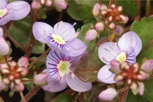 「【ガーデニング】クレマチスをもっと楽しむ！一緒に植えたいオススメの草花9選、庭や花壇が華やかに」の画像
