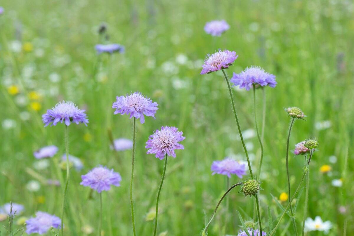 【ガーデニング】クレマチスをもっと楽しむ！一緒に植えたいオススメの草花9選、庭や花壇が華やかに