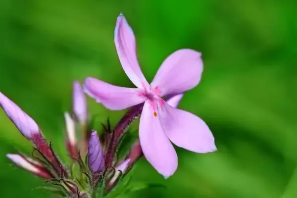 「【ガーデニング】クレマチスをもっと楽しむ！一緒に植えたいオススメの草花9選、庭や花壇が華やかに」の画像