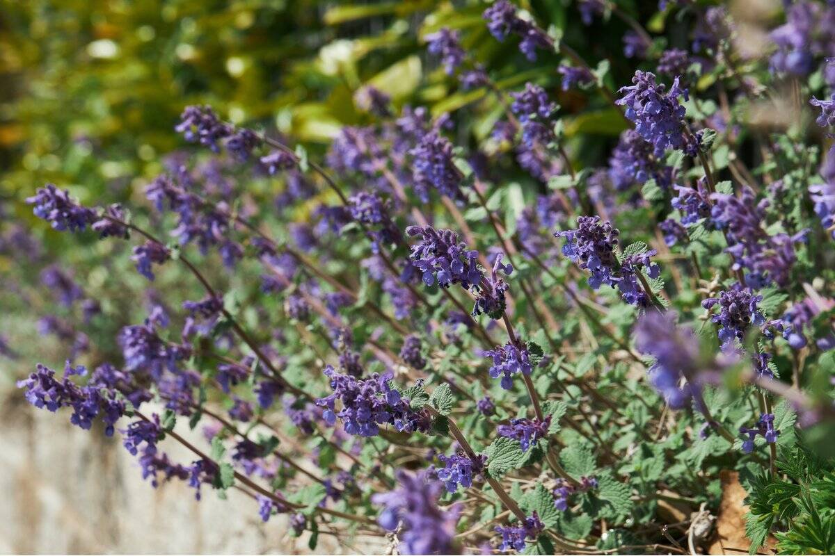 【ガーデニング】クレマチスをもっと楽しむ！一緒に植えたいオススメの草花9選、庭や花壇が華やかに