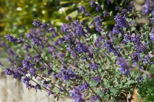 「【ガーデニング】クレマチスをもっと楽しむ！一緒に植えたいオススメの草花9選、庭や花壇が華やかに」の画像