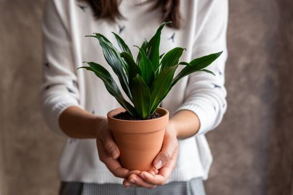 プレゼントにオススメの観葉植物9選 春のお祝いシーズンにピッタリ 幸せを願う縁起モノ植物 22年4月12日 エキサイトニュース