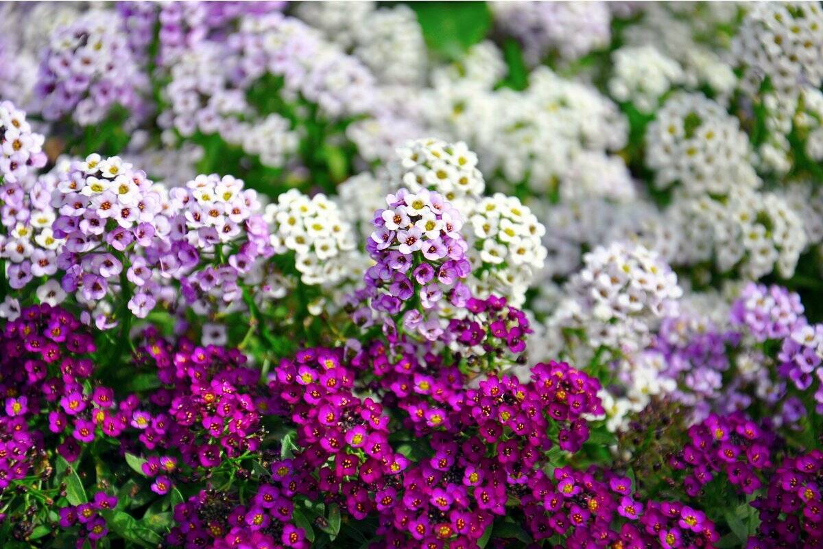 【ガーデニング】春まで楽しめる「ストック」育て方＆寄せ植えにオススメの草花8選