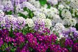 「【ガーデニング】春まで楽しめる「ストック」育て方＆寄せ植えにオススメの草花8選」の画像10