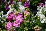 「【ガーデニング】春まで楽しめる「ストック」育て方＆寄せ植えにオススメの草花8選」の画像2