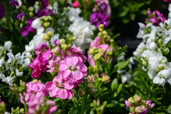 「【ガーデニング】春まで楽しめる「ストック」育て方＆寄せ植えにオススメの草花8選」の画像