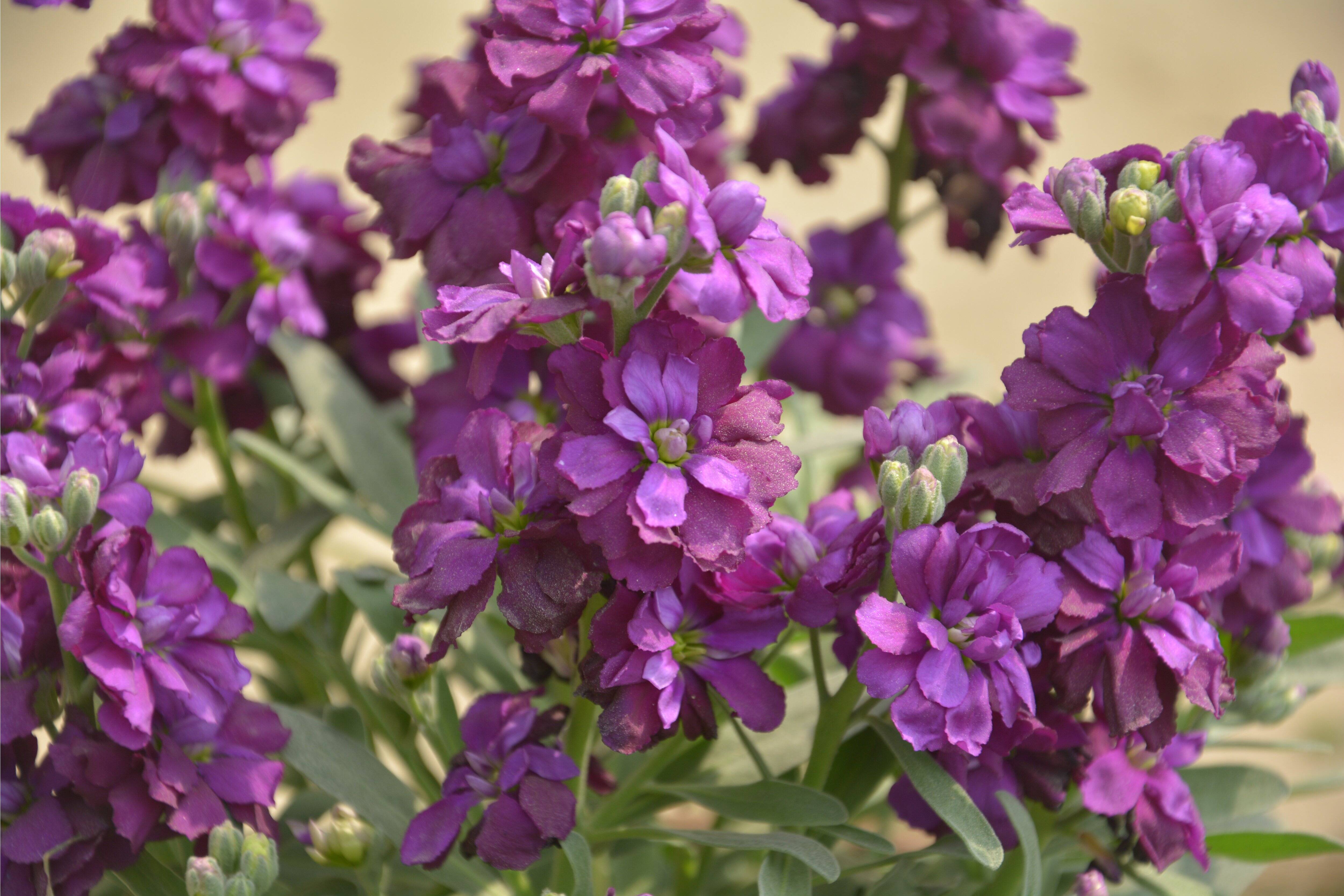 【ガーデニング】春まで楽しめる「ストック」育て方＆寄せ植えにオススメの草花8選