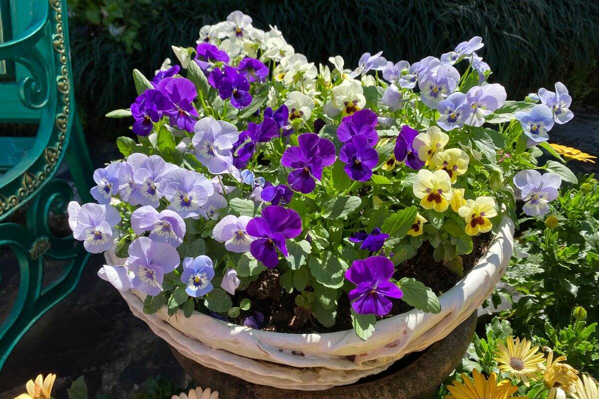 【ガーデニング】春まで楽しめる「ストック」育て方＆寄せ植えにオススメの草花8選