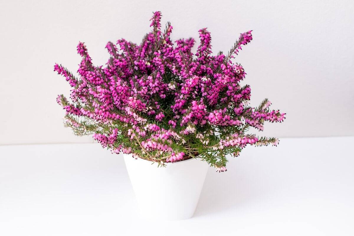 【ガーデニング】春まで楽しめる「ストック」育て方＆寄せ植えにオススメの草花8選