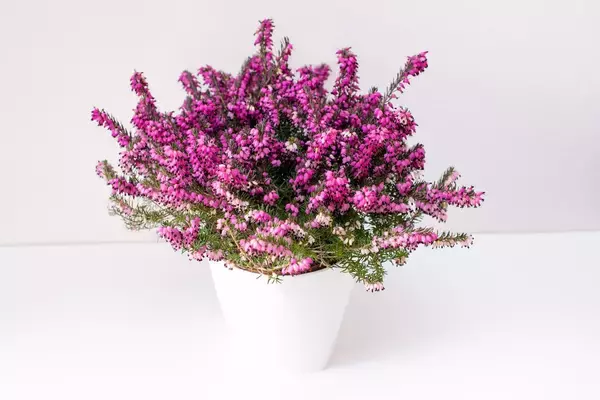 「【ガーデニング】春まで楽しめる「ストック」育て方＆寄せ植えにオススメの草花8選」の画像