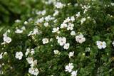 「【ガーデニング】春まで楽しめる「ストック」育て方＆寄せ植えにオススメの草花8選」の画像6