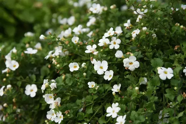 「【ガーデニング】春まで楽しめる「ストック」育て方＆寄せ植えにオススメの草花8選」の画像