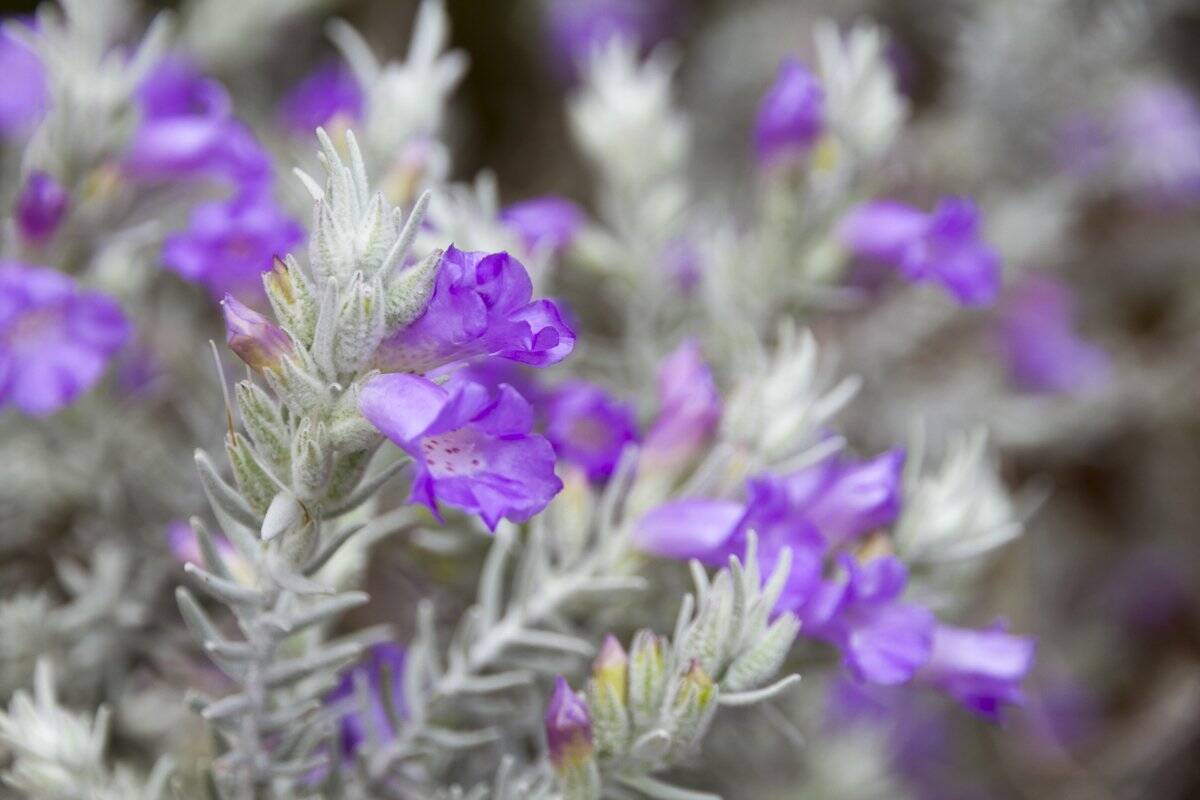 【ガーデニング】春まで楽しめる「ストック」育て方＆寄せ植えにオススメの草花8選