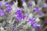 「【ガーデニング】春まで楽しめる「ストック」育て方＆寄せ植えにオススメの草花8選」の画像7