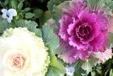 「【ガーデニング】春まで楽しめる「ストック」育て方＆寄せ植えにオススメの草花8選」の画像8