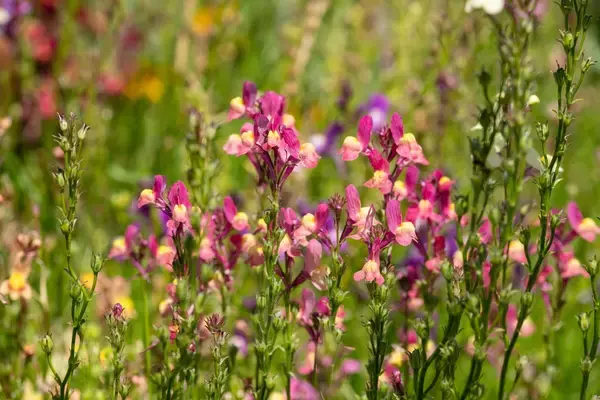 「【ガーデニング】春まで楽しめる「ストック」育て方＆寄せ植えにオススメの草花8選」の画像